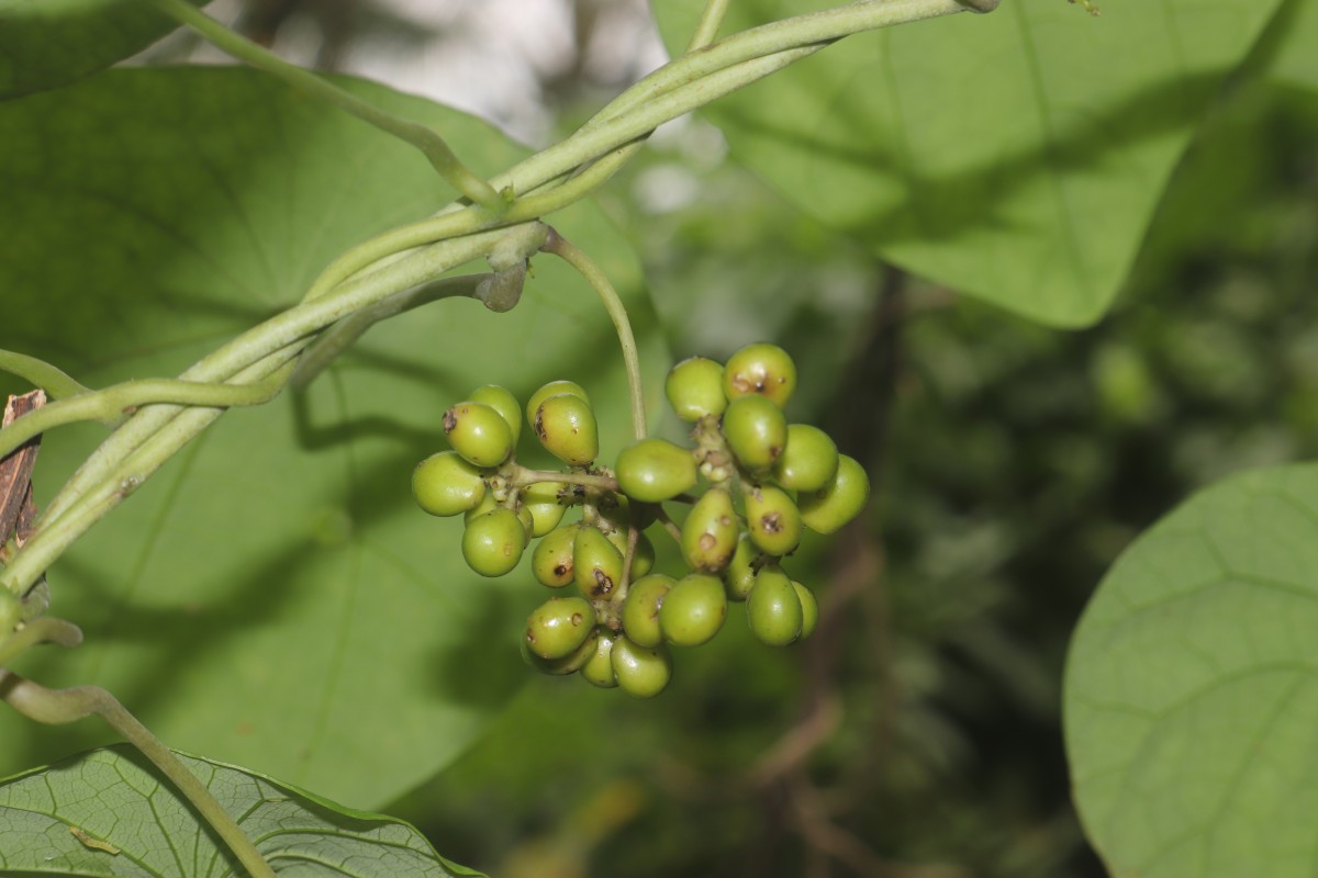 Stephania japonica (Thunb.) Miers